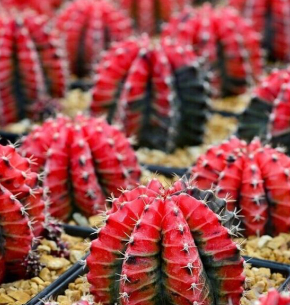 Crimson Cactus Fragrance Oil