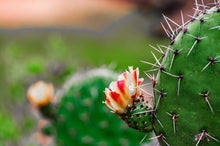 Load image into Gallery viewer, Baja Cactus Fragrance Oil (Designer)
