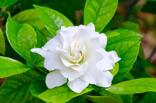 Load image into Gallery viewer, Gardenia Fragrance oil

