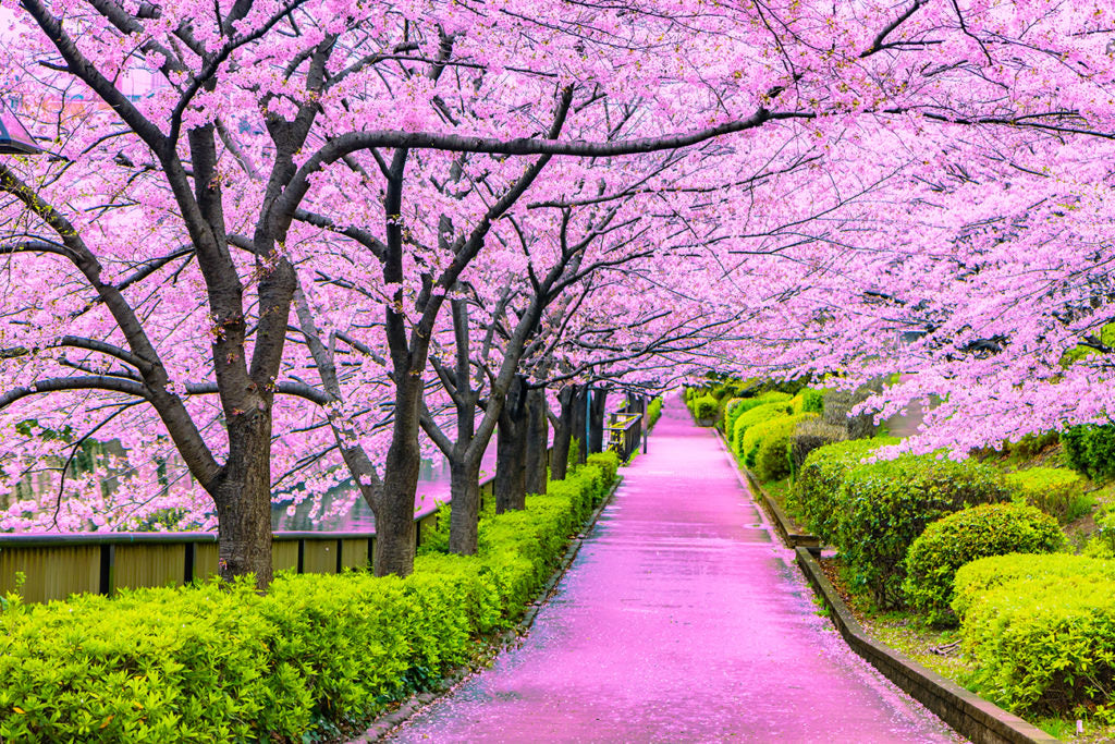 Japanese Cherry Blossom Fragrance Oil