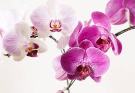 Orchid Fragrance Oil