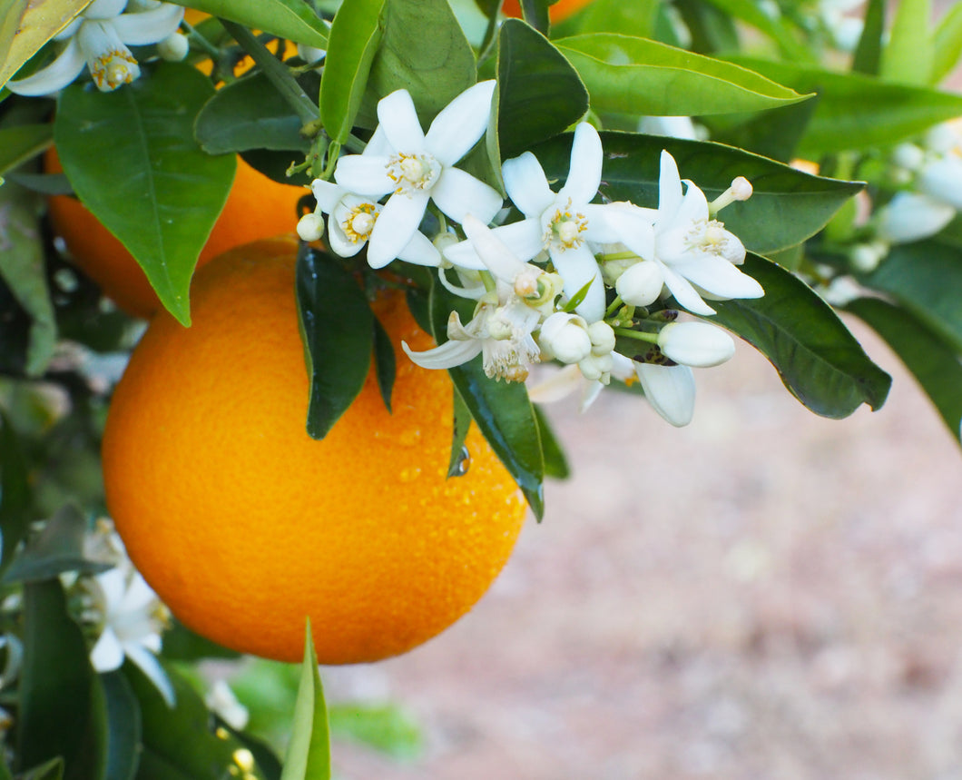 Orange Blossom Fragrance Oil (Compare to Jo Malone)