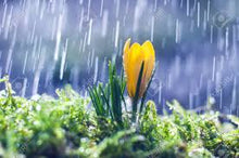Load image into Gallery viewer, Spring Rain Fragrance Oil
